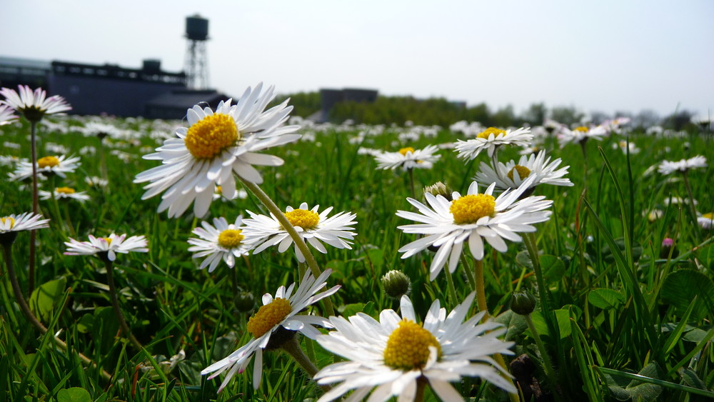 Gänseblümchenwiese vor der Jahrhunderthalle Bochum